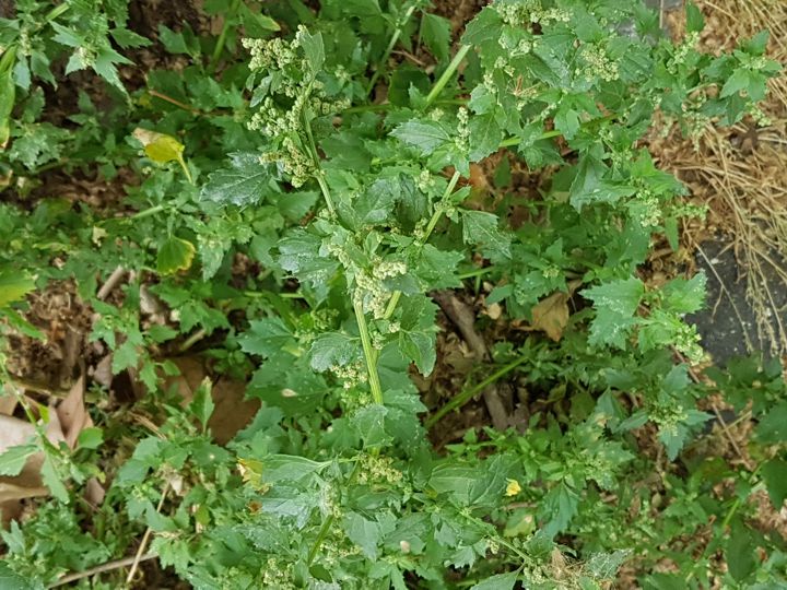 Amarantacea?  No, Chenopodiacea