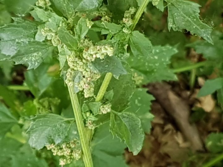 Amarantacea?  No, Chenopodiacea