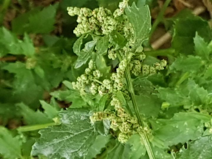 Amarantacea?  No, Chenopodiacea