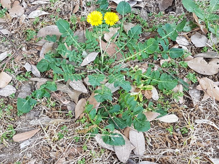 Asteraceae: Crepis bursifolia