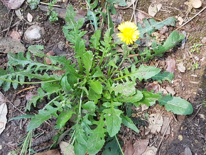 Asteraceae: Crepis bursifolia