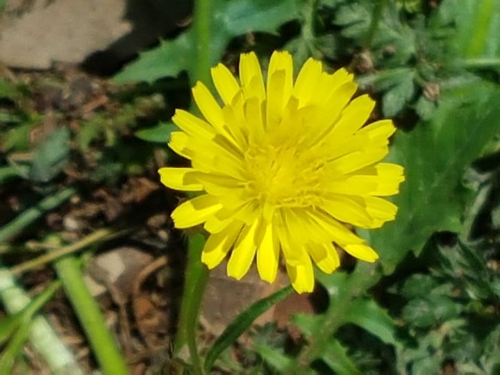 Asteraceae: Crepis bursifolia