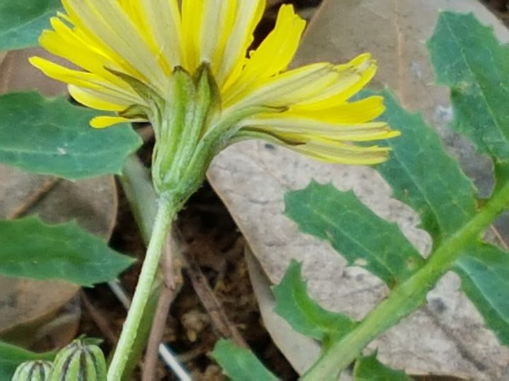 Asteraceae: Crepis bursifolia