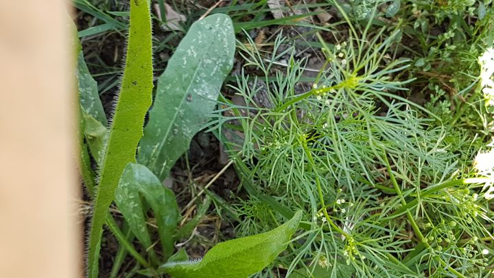 Cyclospermum leptophyllum (Apiaceae)