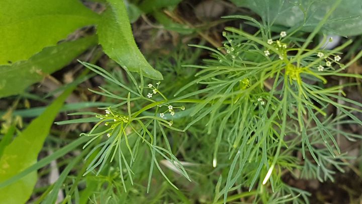 Cyclospermum leptophyllum (Apiaceae)