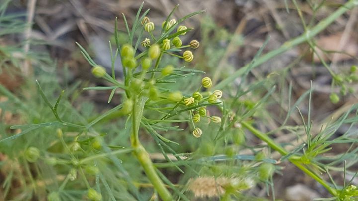 Cyclospermum leptophyllum (Apiaceae)