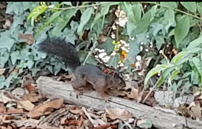 Scoiattolo rosso (Sciurus vulgaris)