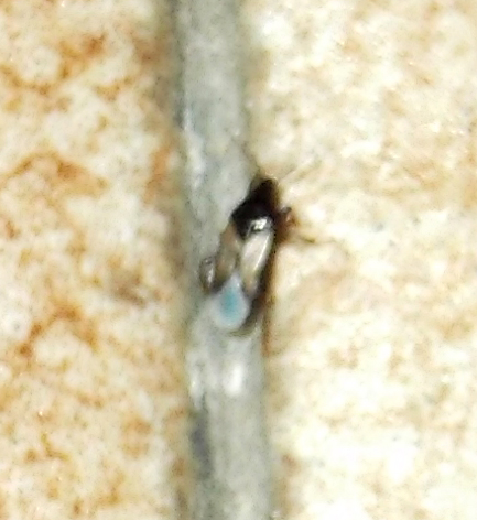 Anthocoridae: Xylocoris galactinus della Toscana (PI)