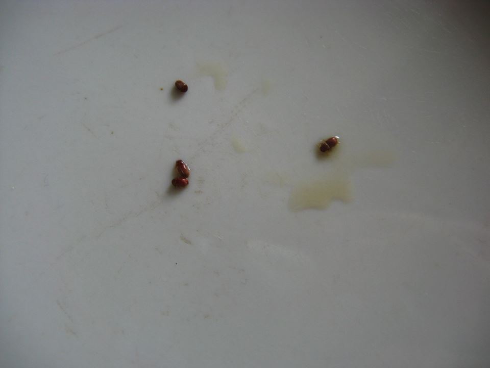 Stegobium paniceum?, Anobiidae