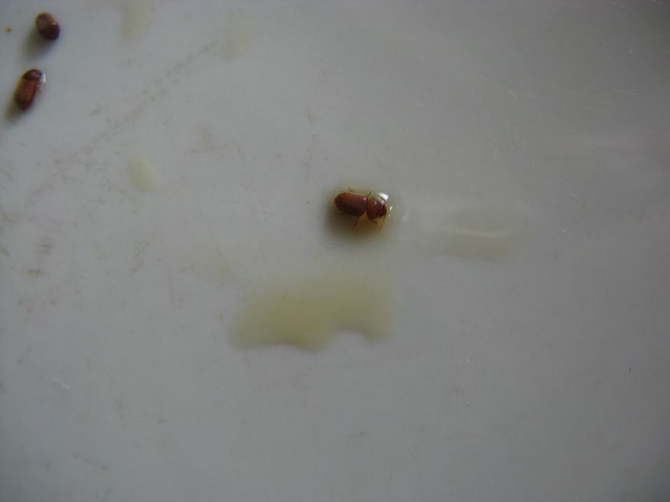 Stegobium paniceum?, Anobiidae