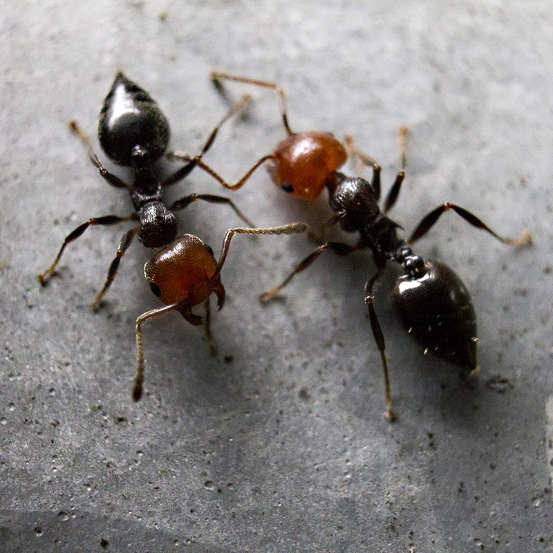 Crematogaster scutellaris?