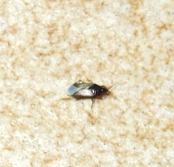 Anthocoridae: Xylocoris galactinus della Toscana (PI)