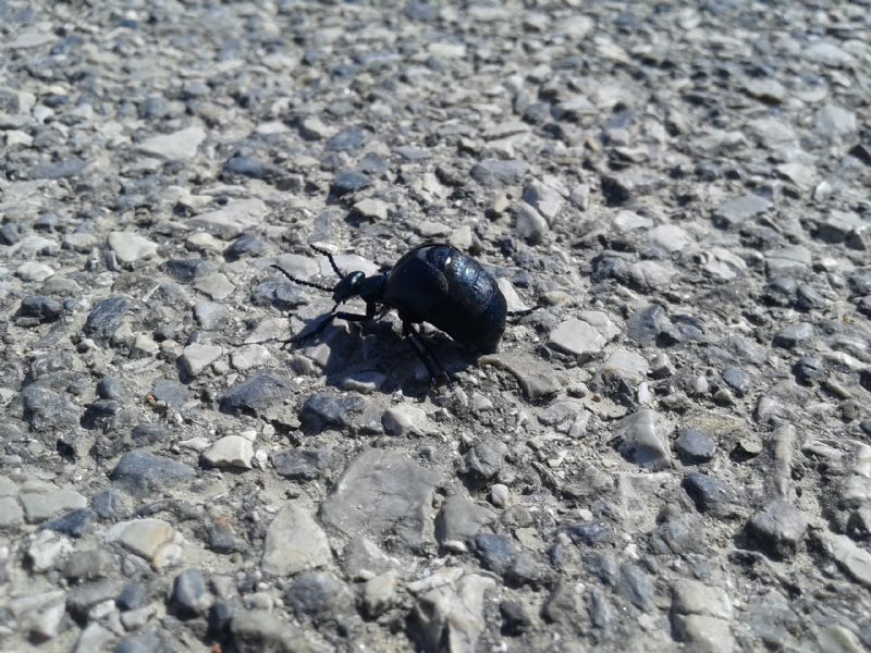 Meloe cfr. proscarabeus - Meloidae