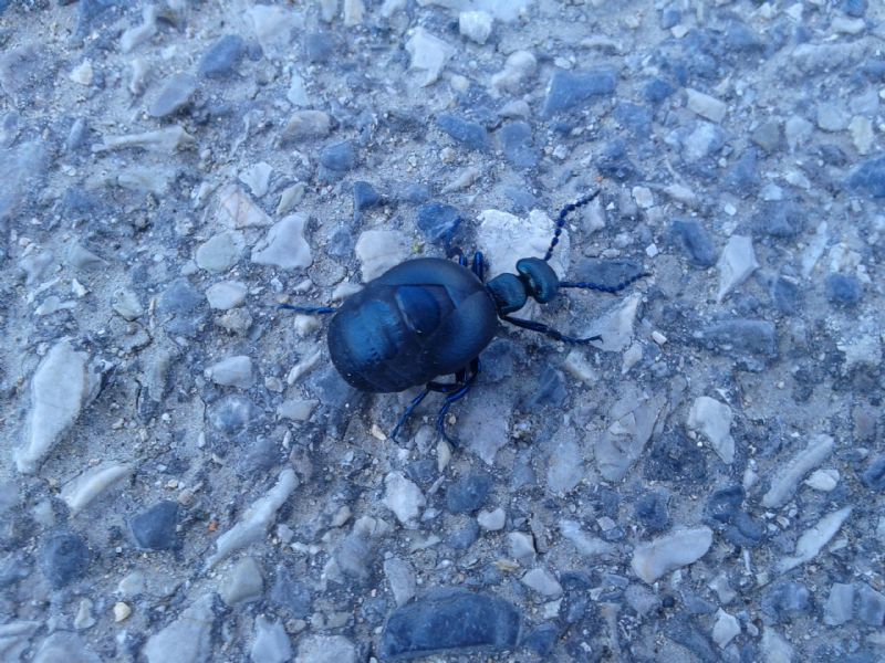 Meloe cfr. proscarabeus - Meloidae