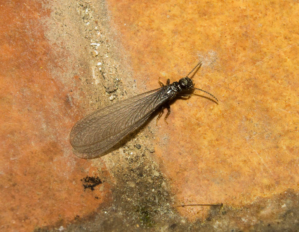 Termite che si strappa le ali da identificare