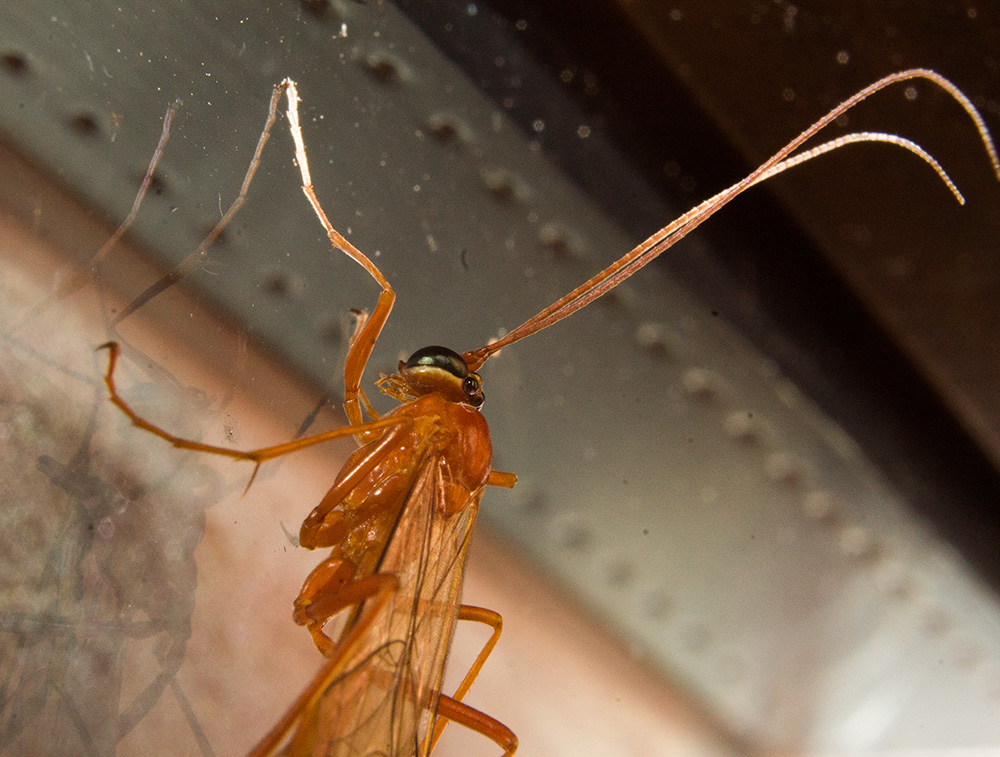 Netelia sp. (Ichneumonidae Tryphoninae)