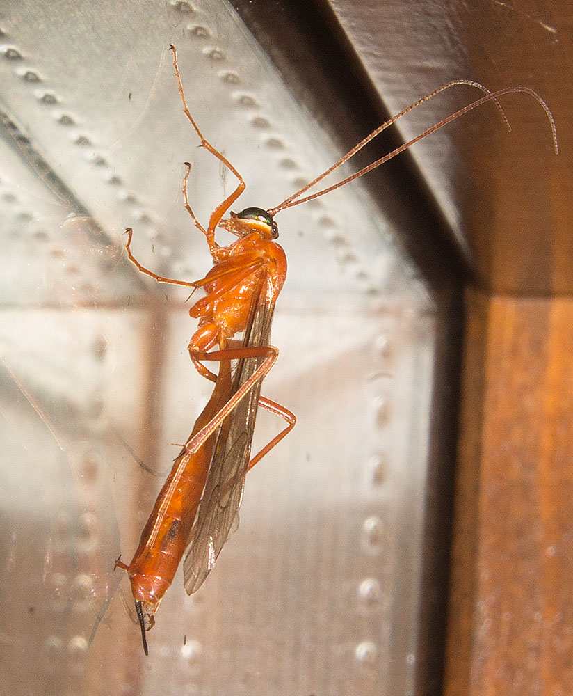 Netelia sp. (Ichneumonidae Tryphoninae)