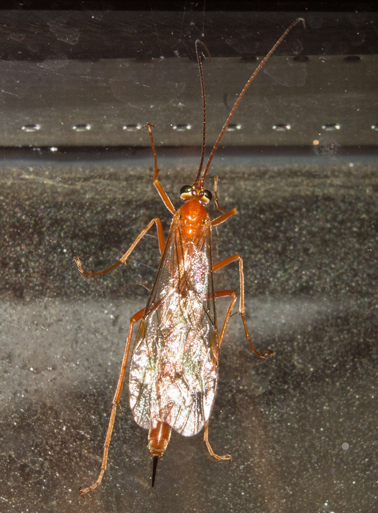 Netelia sp. (Ichneumonidae Tryphoninae)