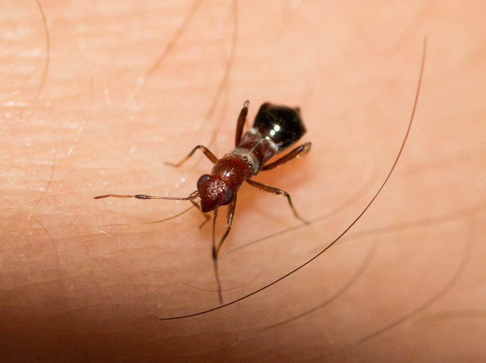 Cos''�? Nabidae? No, Miridae: Mimocoris rugicollis