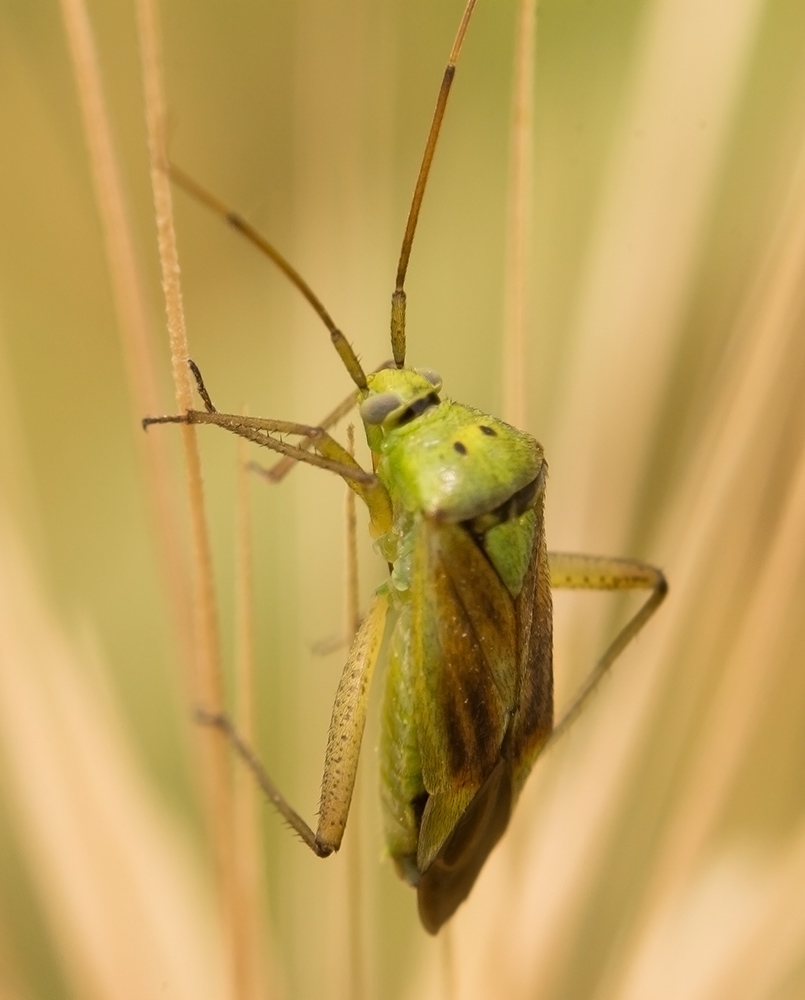 Mididae: Adelphocoris lineolatum?  No, Closterotomus norwegicus