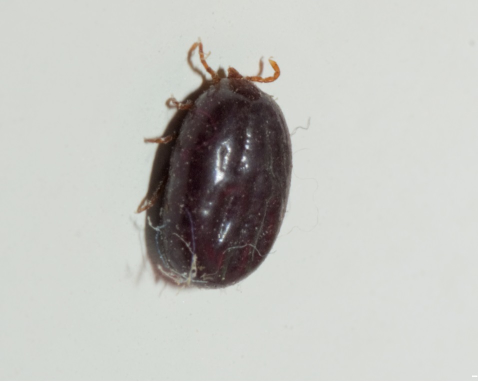 Zecca:  cfr. Rhipicephalus sanguineus (Ixodidae)