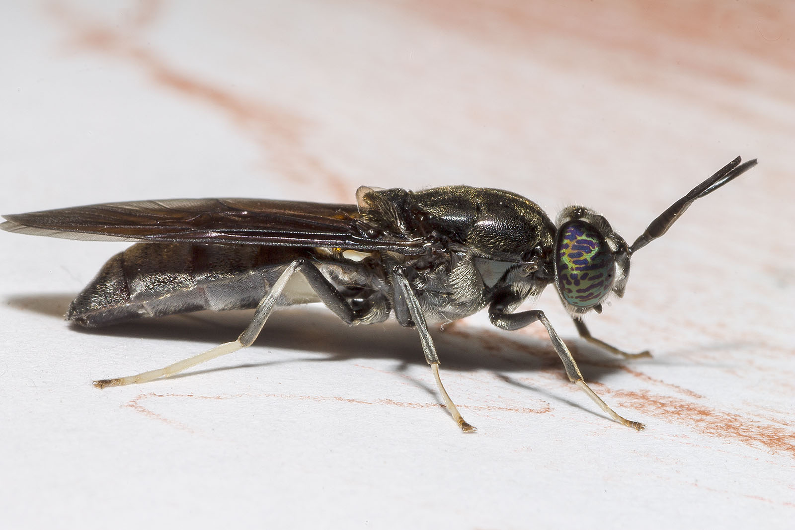 Stratiomyidae: Hermetia illucens?  S !