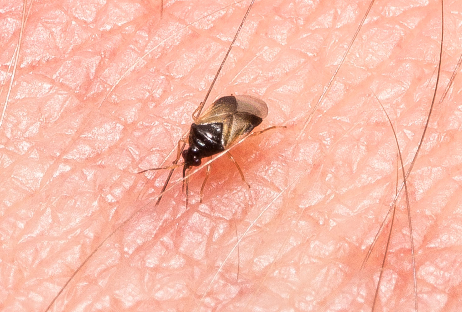Anthocoridae: Orius?  S, Orius sp.