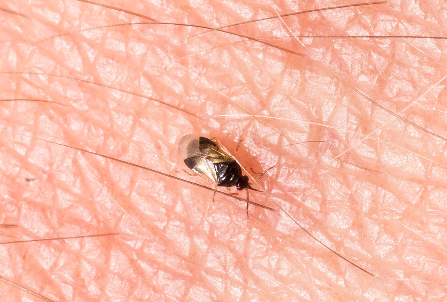 Anthocoridae: Orius?  S, Orius sp.