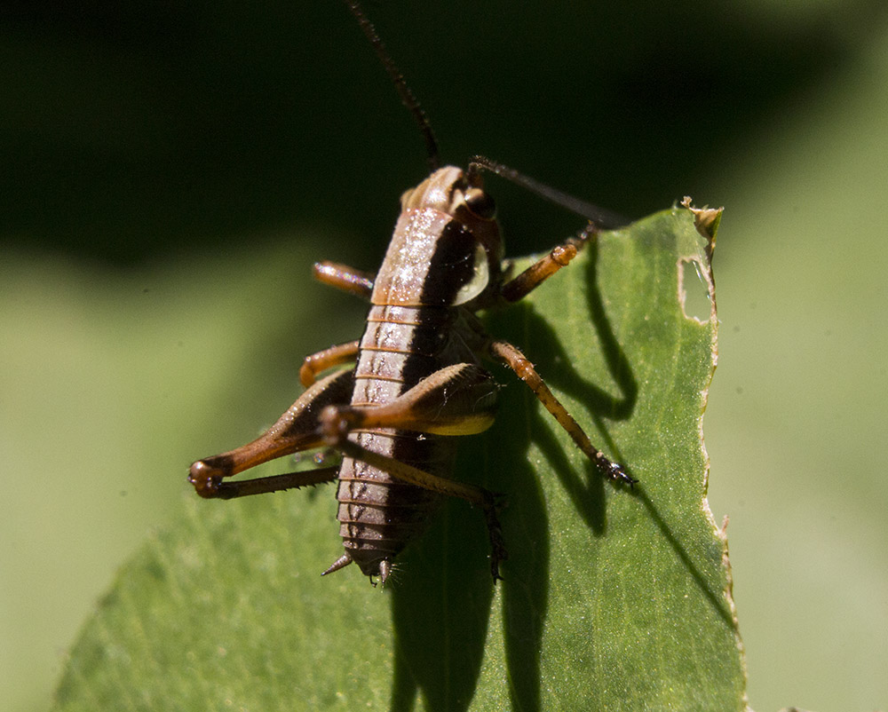 Gryllidae?  No, Tettigoniidae: cfr. Eupholidoptera sp. (neanide)