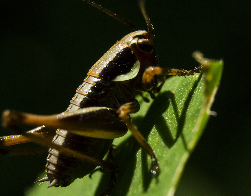 Gryllidae?  No, Tettigoniidae: cfr. Eupholidoptera sp. (neanide)