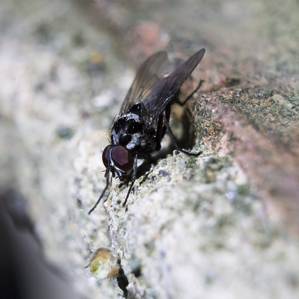 Maschio di Anthomyia procellaris (Anthomyiidae)