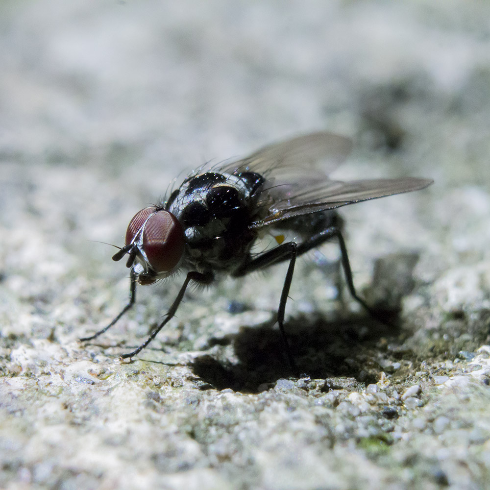 Maschio di Anthomyia procellaris (Anthomyiidae)