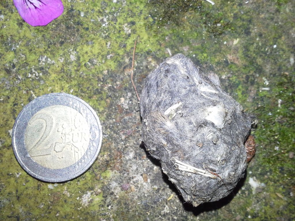 Borra di barbagianni