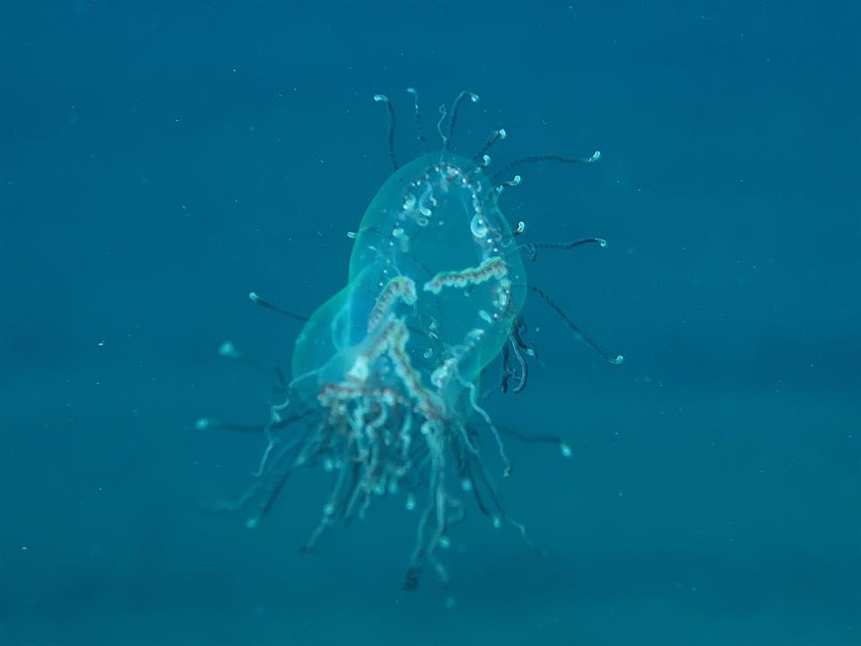 Olindias phosphorica