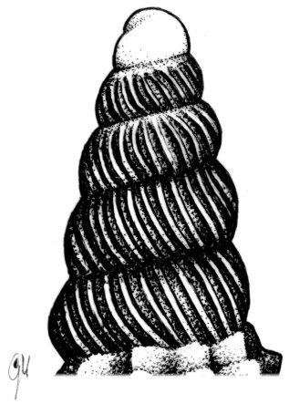 Cerithiopsis barleei?