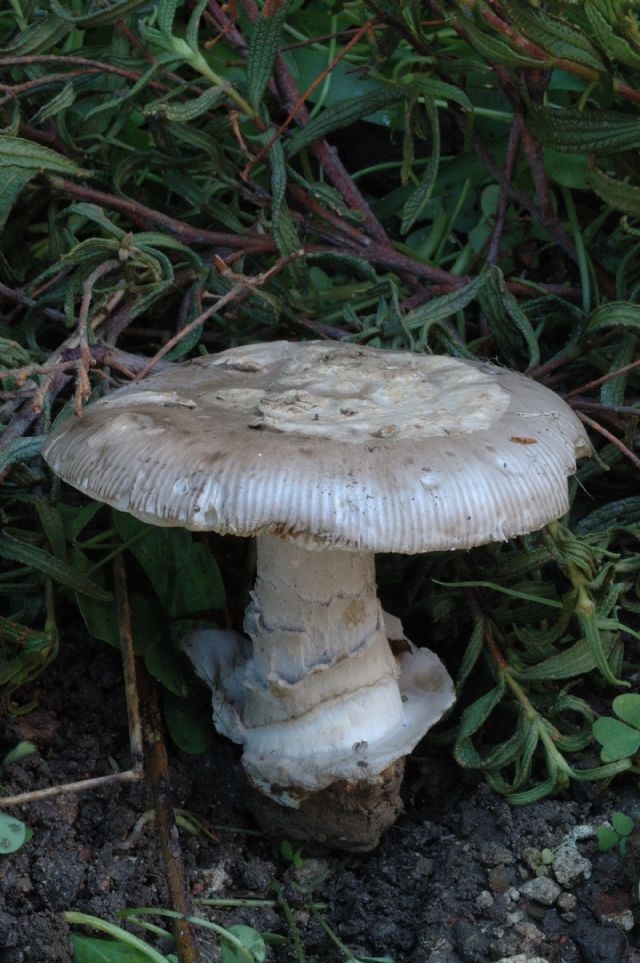 Amanita sotto cisto