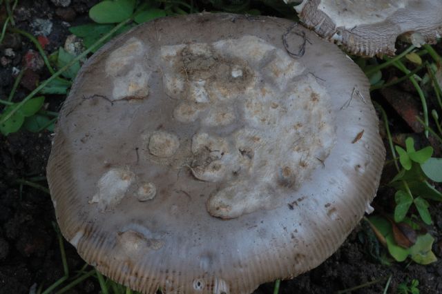 Amanita sotto cisto