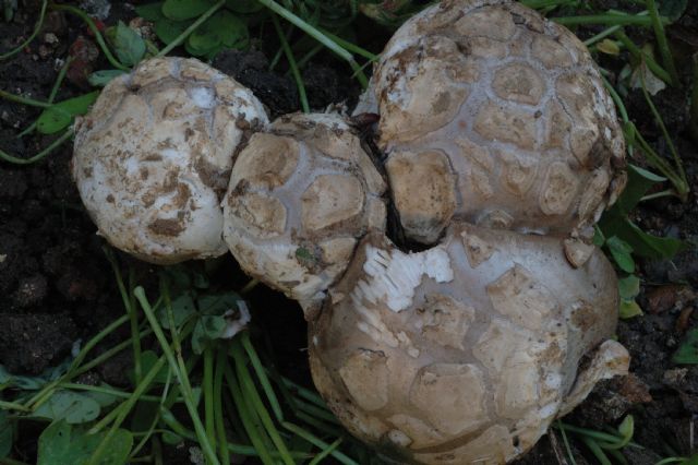 Amanita sotto cisto