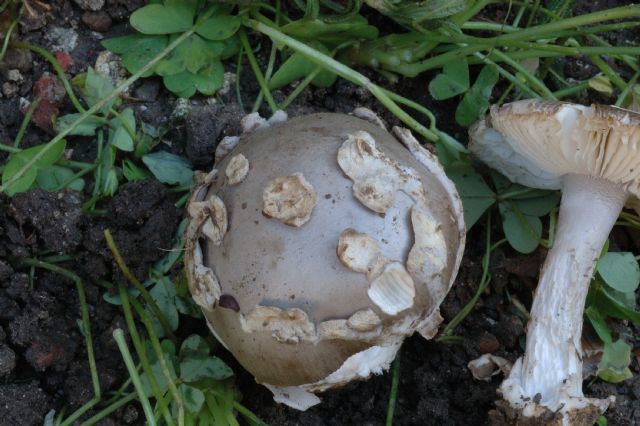 Amanita sotto cisto