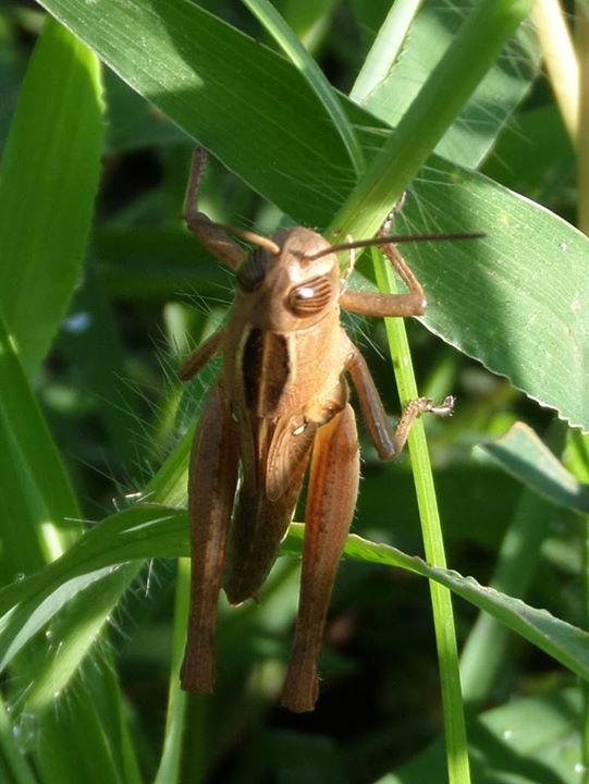 Eyprepocnemis plorans: ninfa e adulto