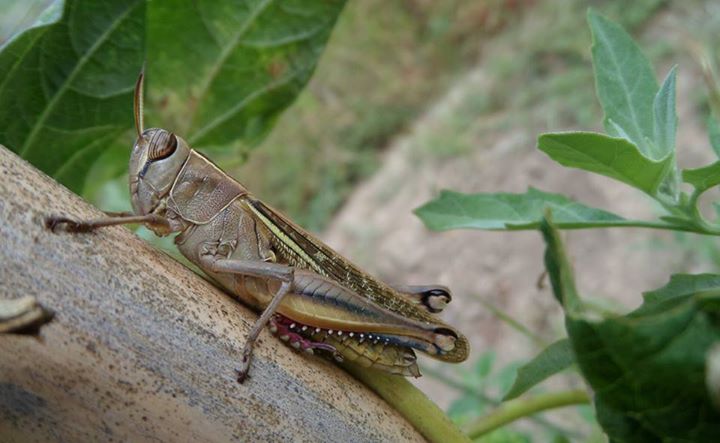 Eyprepocnemis plorans: ninfa e adulto