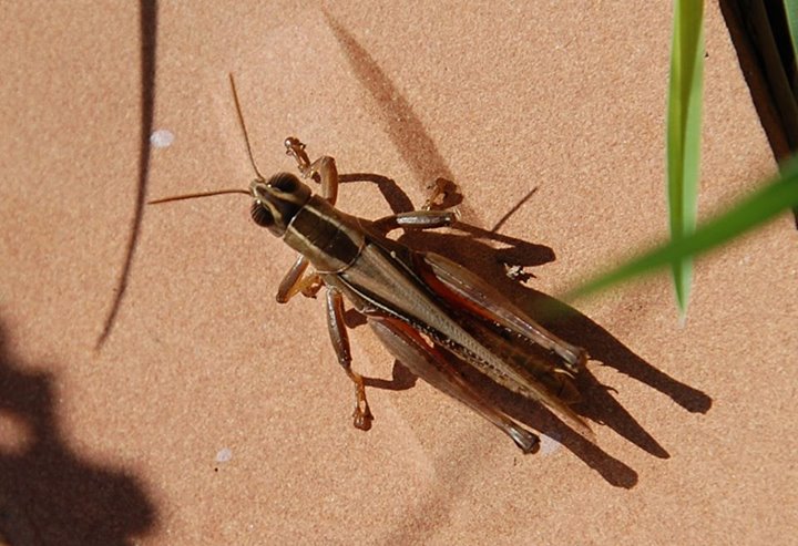 Eyprepocnemis plorans: ninfa e adulto