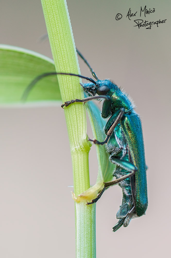 Oedemera nobilis o Anogcodes seladonius? A.seladonius, femm.