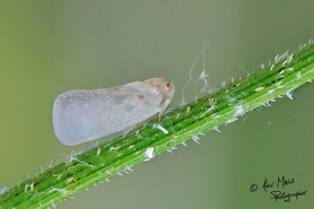 Metcalfa pruinosa?