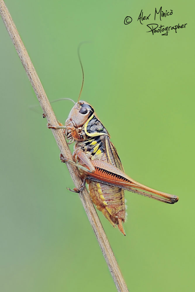 Tettigoniidae: Roeseliana minor