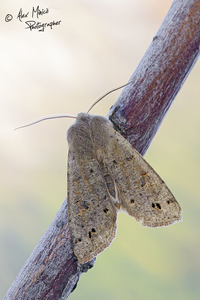Anorthoa munda, Noctuidae