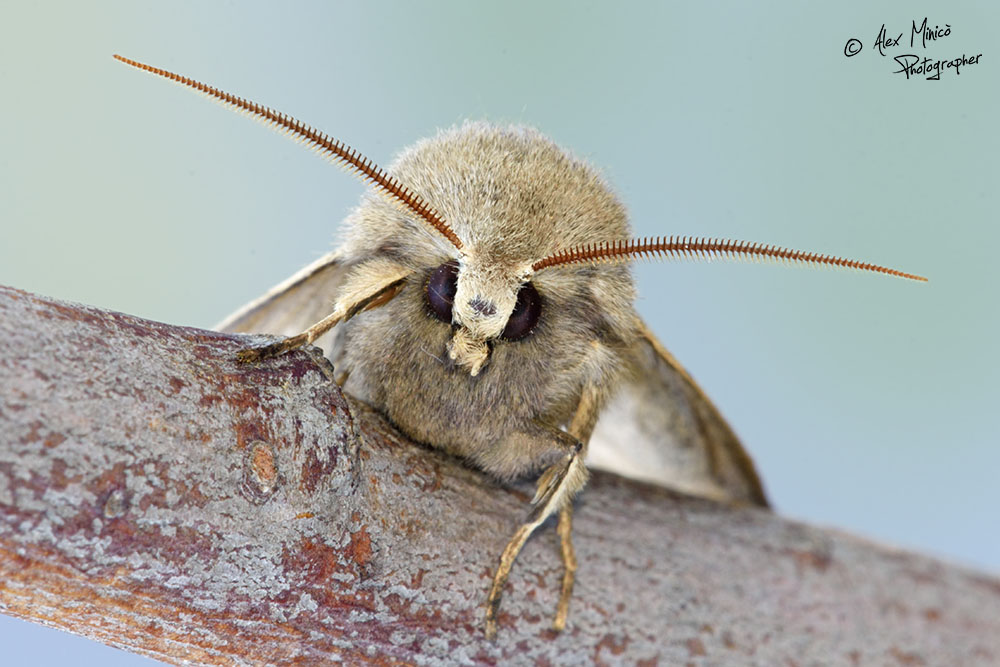 Anorthoa munda, Noctuidae