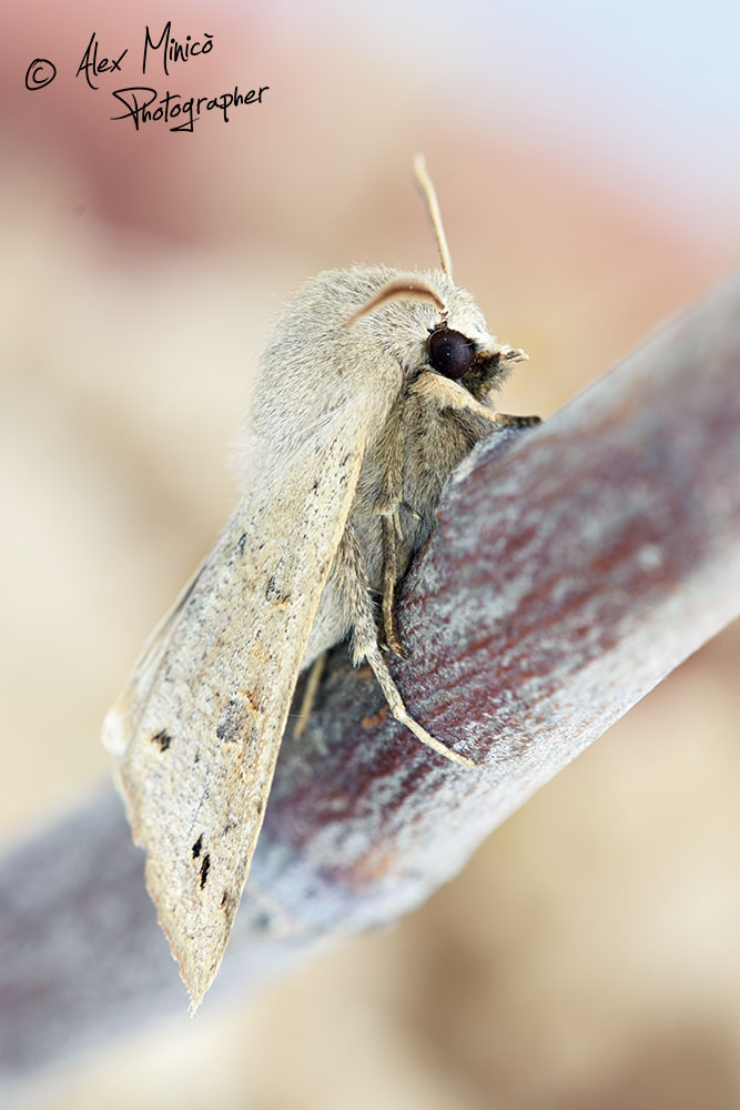 Anorthoa munda, Noctuidae