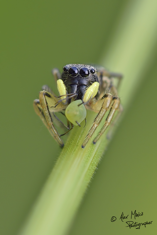 Quale Salticidae? Heliophanus sp. - Turbigo (MI)