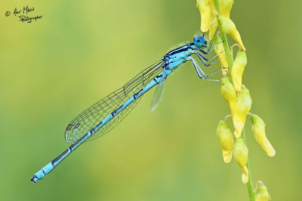 Coenagrion scitulum (Rambur, 1842) ♂